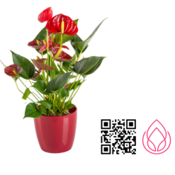 گلدان گل آنتریوم