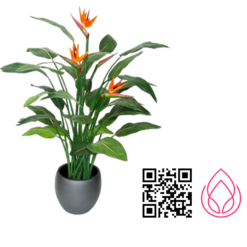 گلدان گل پرنده بهشتی