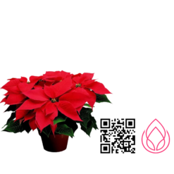 گلدان گل کریسمس