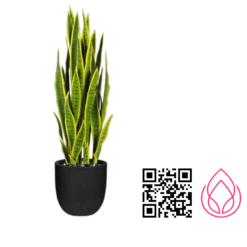 سانسوریا ابلق