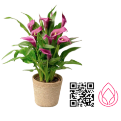 گلدان گل شیپوری