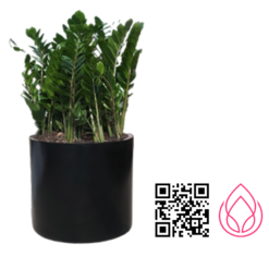 زاموفیلیا سبز