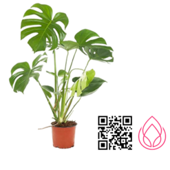 برگ انجیری مانسترا