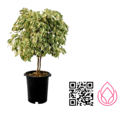 بنجامین ابلق