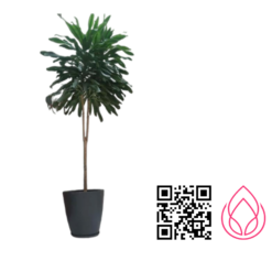 دراسنا بلالی