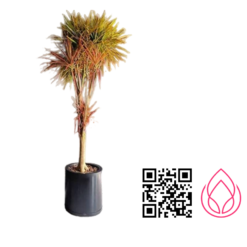 دراسنا پرچمی