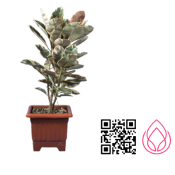 فیکوس شرابی